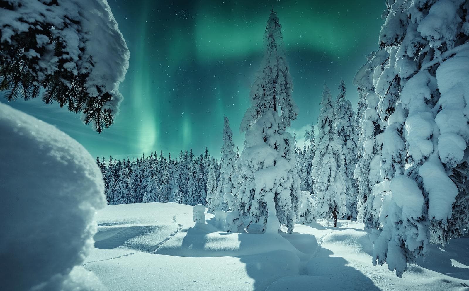Verschneiter Wald in Finnland unter Nordlichtern, leuchtend grüner Himmel, ruhige Stimmung.