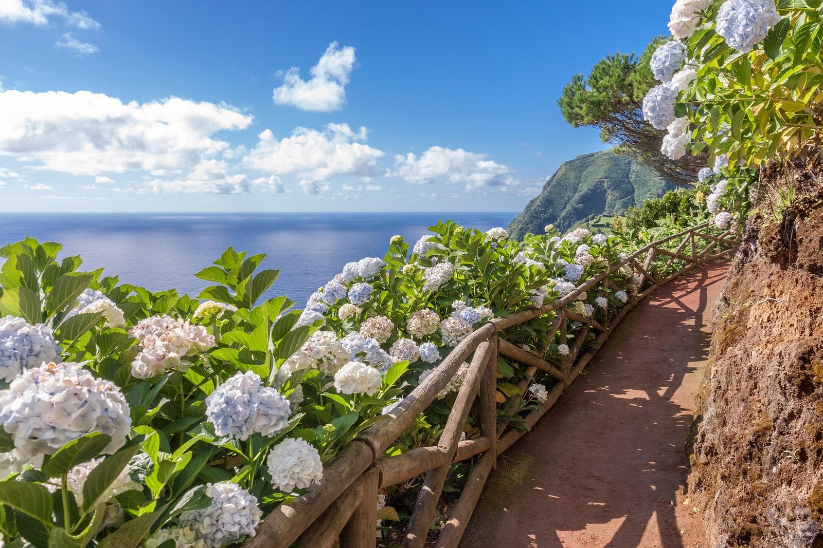 Klippenpfad mit Hortensien, Blick auf Meer und blauen Himmel, Madeira, Portugal.