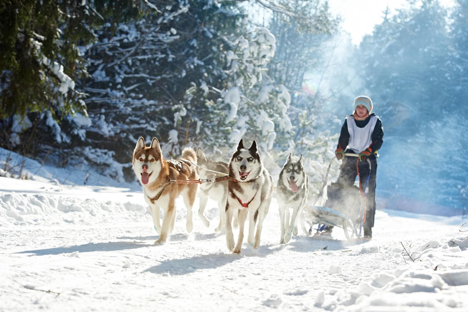 Hundeschlittenfahrt im verschneiten Wald bei klarem Winterwetter.