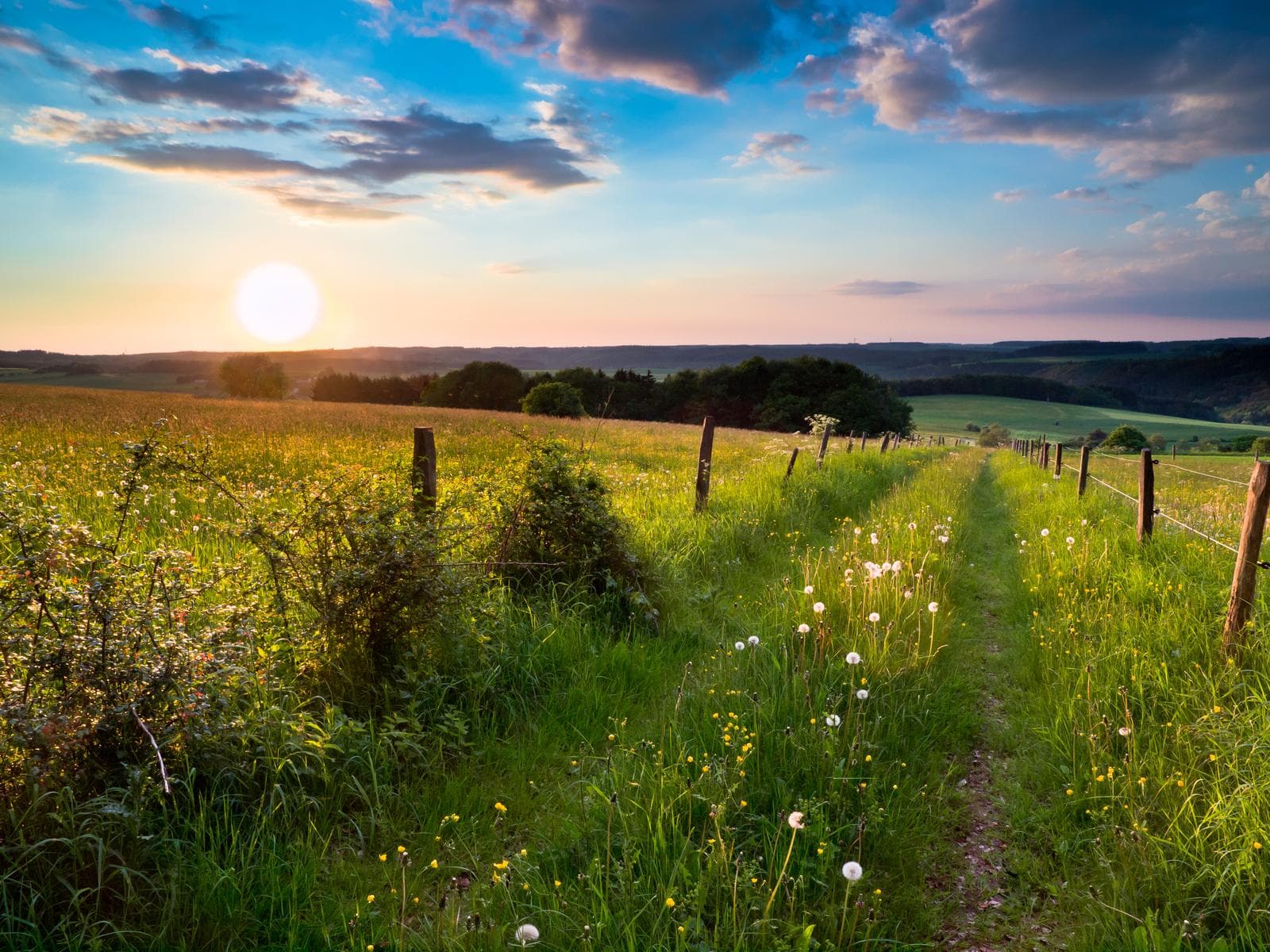 Grüne Wiesenlandschaft bei Sonnenuntergang, ländlicher Weg, friedliche Atmosphäre.