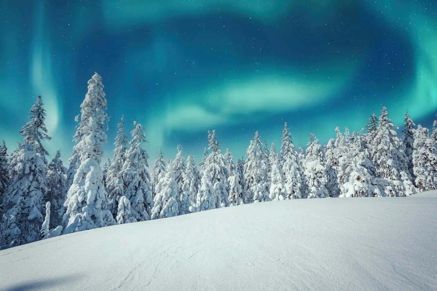 Verschneite Bäume unter dem Nordlicht in Lappland, Finnland, mit klarem Nachthimmel.