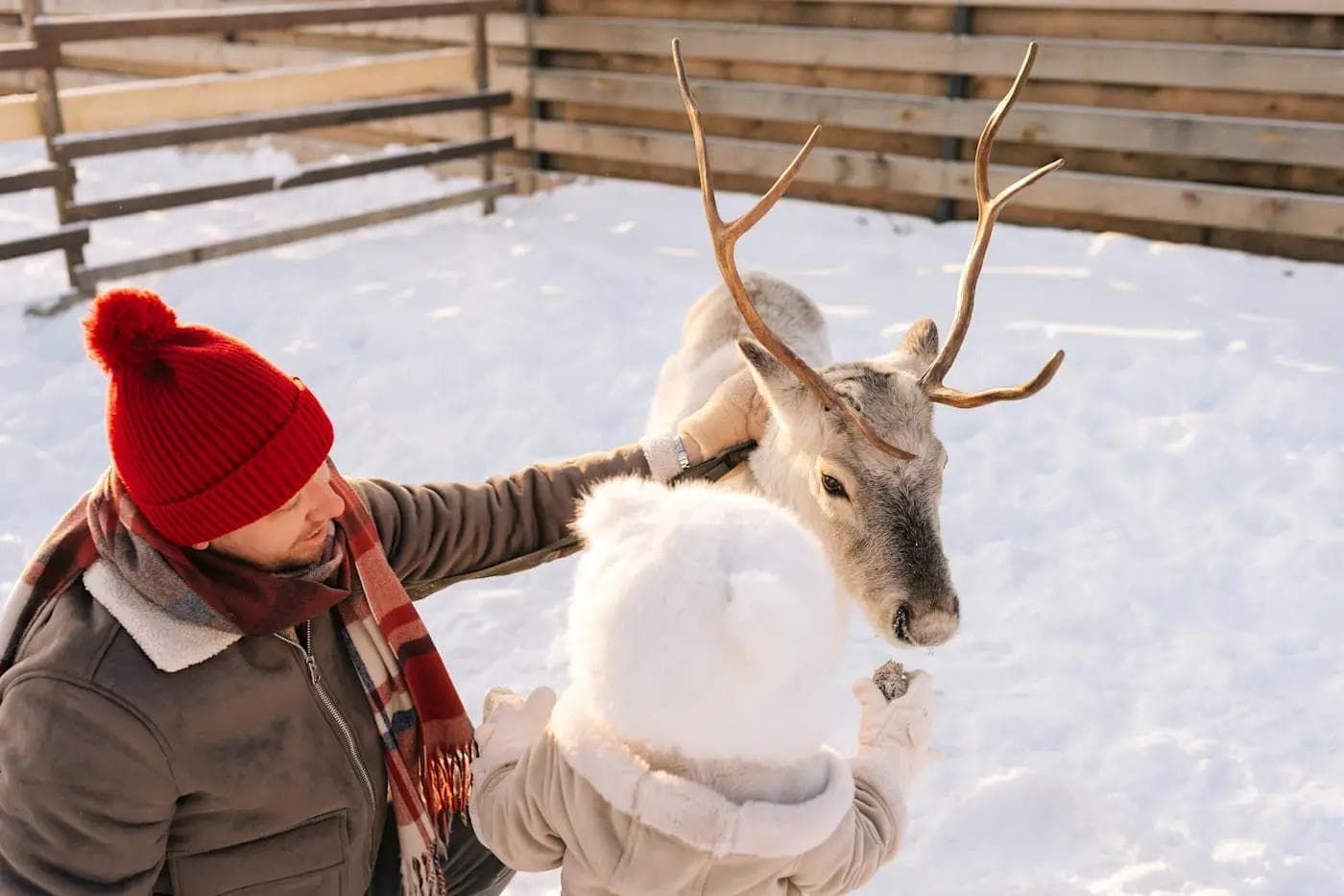 Personen streicheln ein Rentier im schneebedeckten Gehege, warme Winterkleidung.