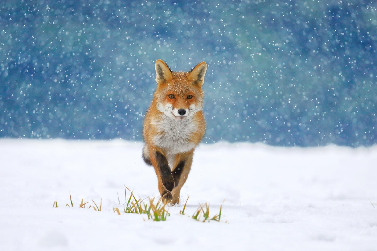 Rotfuchs läuft durch schneebedeckte Landschaft, winterliches Ambiente mit schwebendem Schnee.