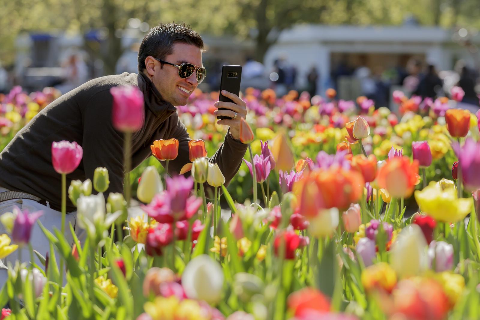 Mann macht Foto von bunten Tulpen im sonnigen, lebhaften Blumenfeld.