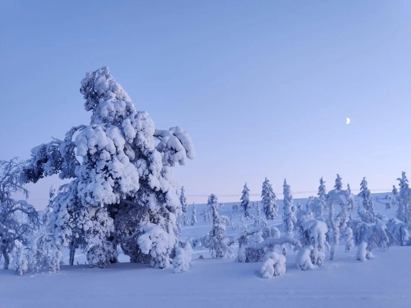 Verschneite Landschaft in Lappland bei Dämmerung mit verschneiten Bäumen und Halbmond.