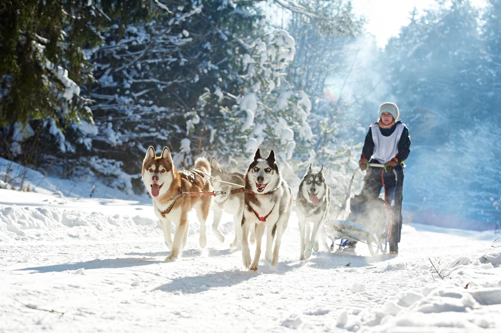 Hundeschlittenfahrt im verschneiten Wald bei klarem Winterwetter.