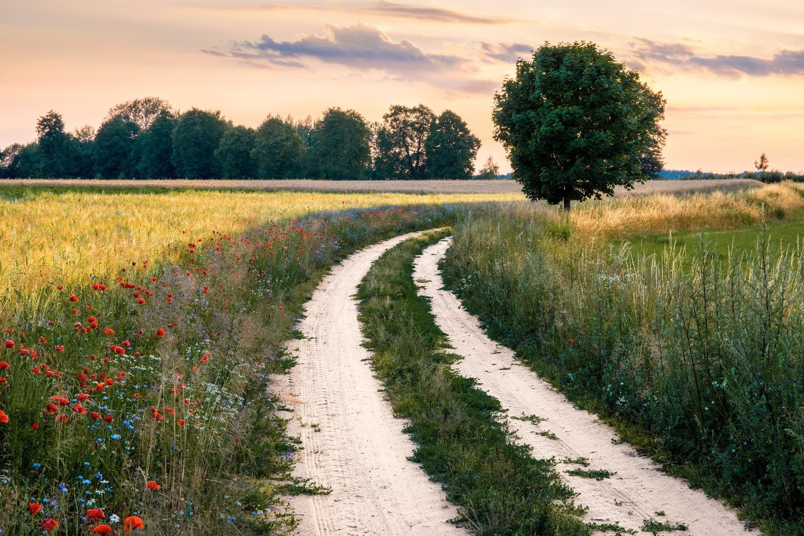 Ländlicher Feldweg in sommerlicher Landschaft, gesäumt von rotem Mohn, bei Sonnenuntergang.