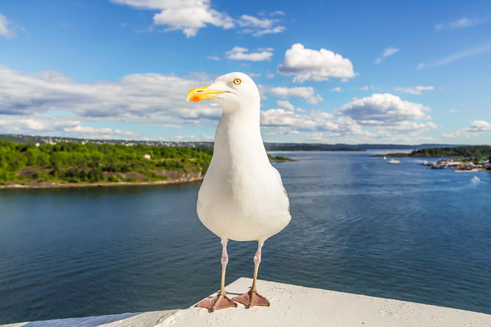 Möwe auf Geländer mit Blick über Fjord und grüne Landschaft in sonniger Atmosphäre.