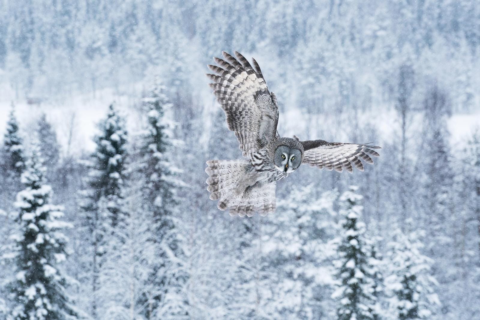 Eule im Flug über verschneiten Winterwald mit Tannenbäumen und leichtem Schneefall.