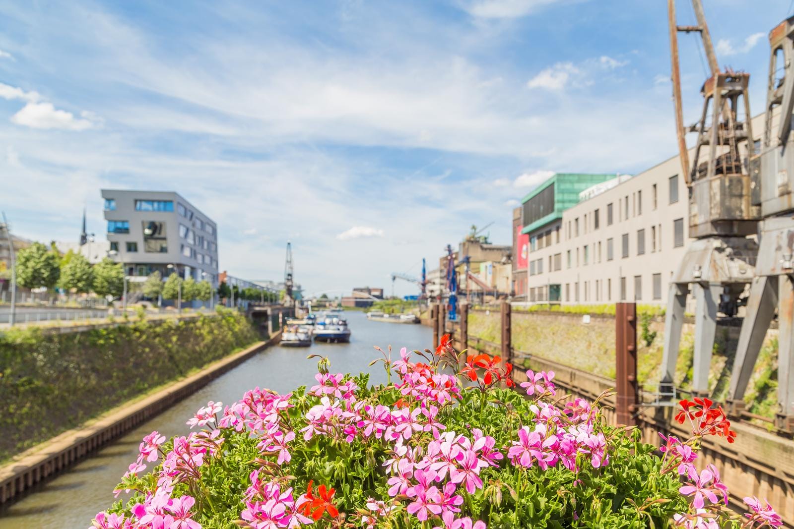 Bunte Blumen vor einem Wasserkanal mit modernen Gebäuden und alten Kränen in sonniger Stadt.