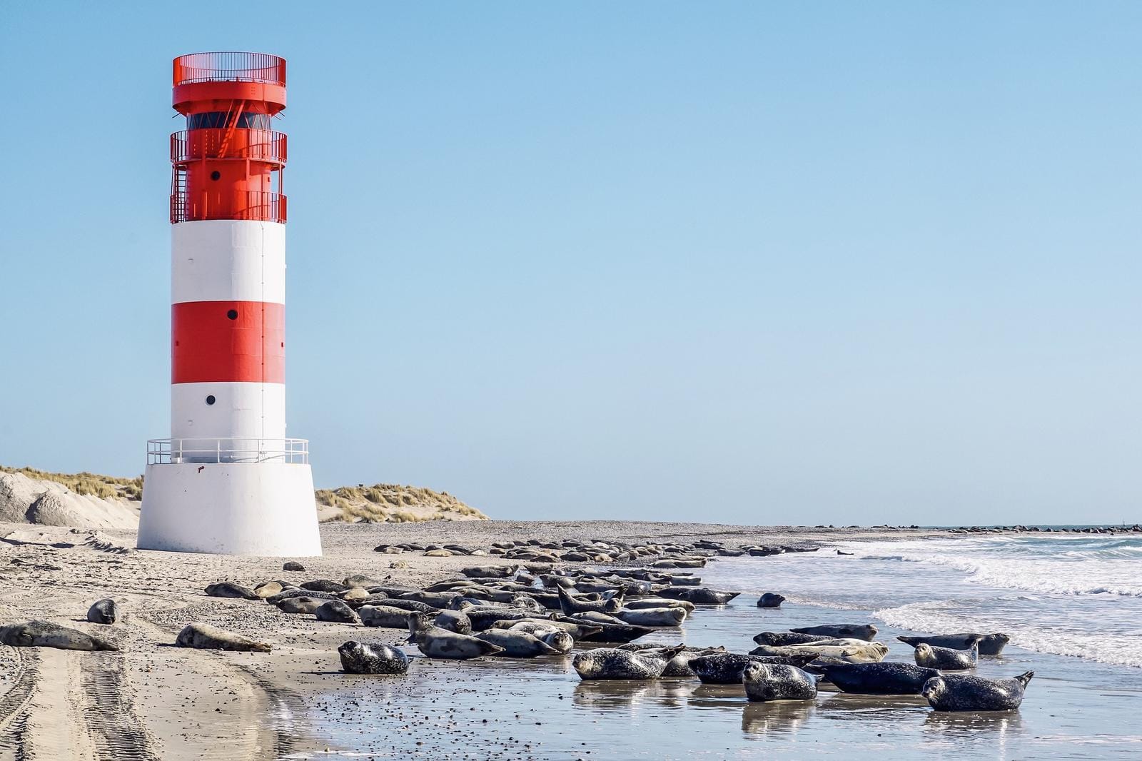 Leuchtturm an einem Strand mit Seehunden in Dänemark, ideales Nordsee-Urlaubsziel.