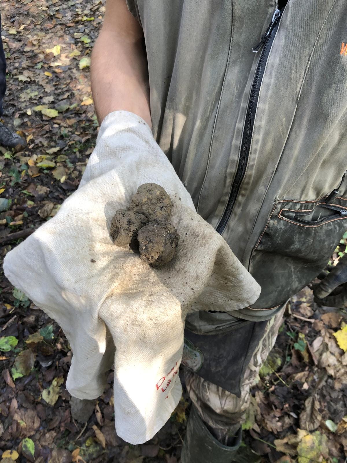 Mann mit Weste hält Trüffel auf Stofftuch im Wald.