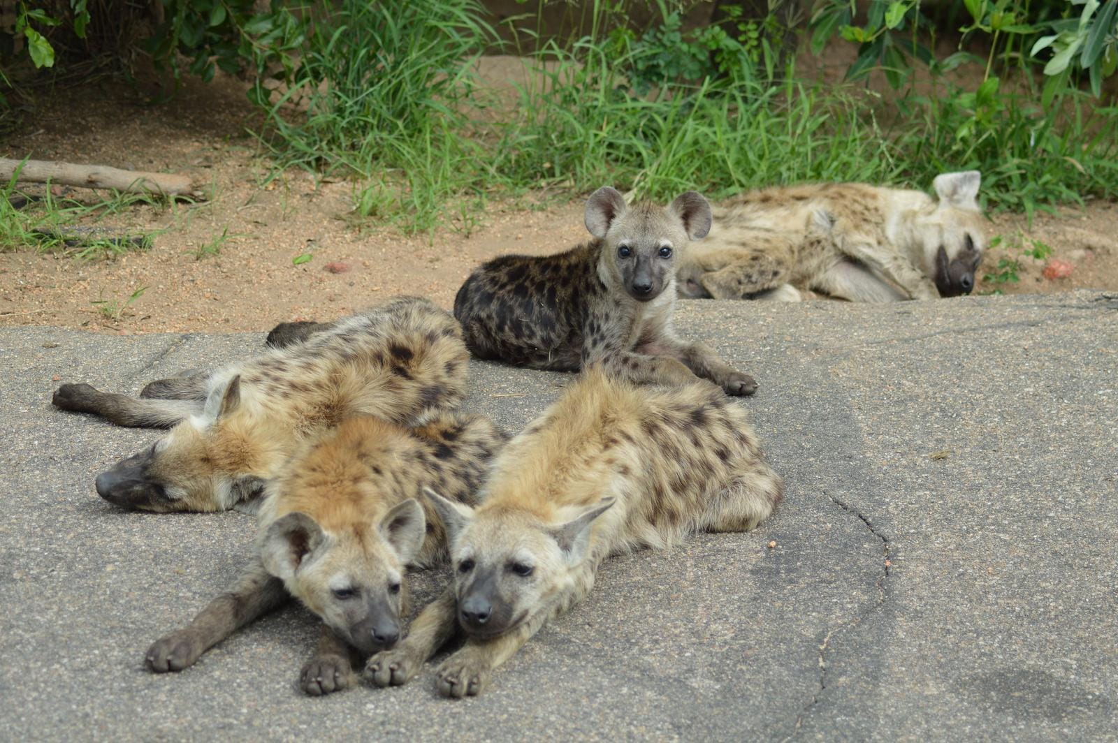 Kruger Nationalpark