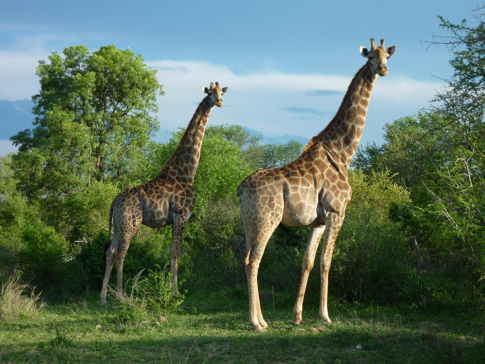 Kruger Nationalpark
