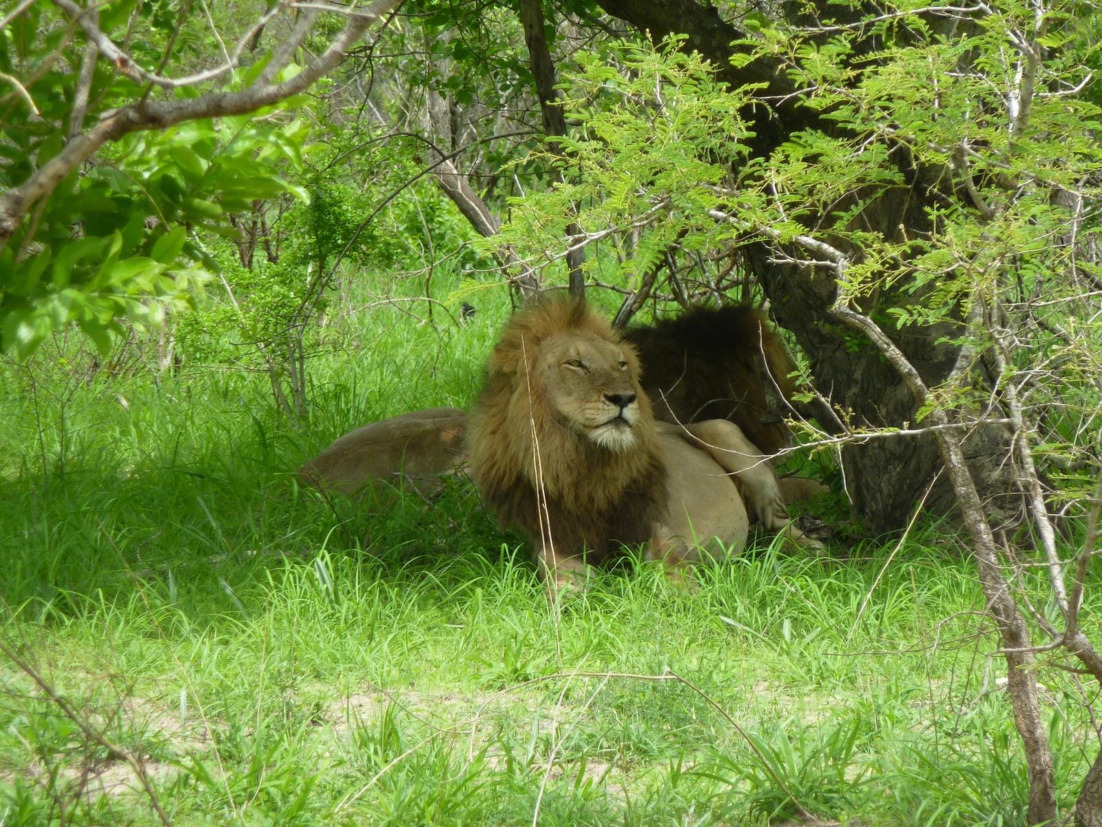 Kruger Nationalpark