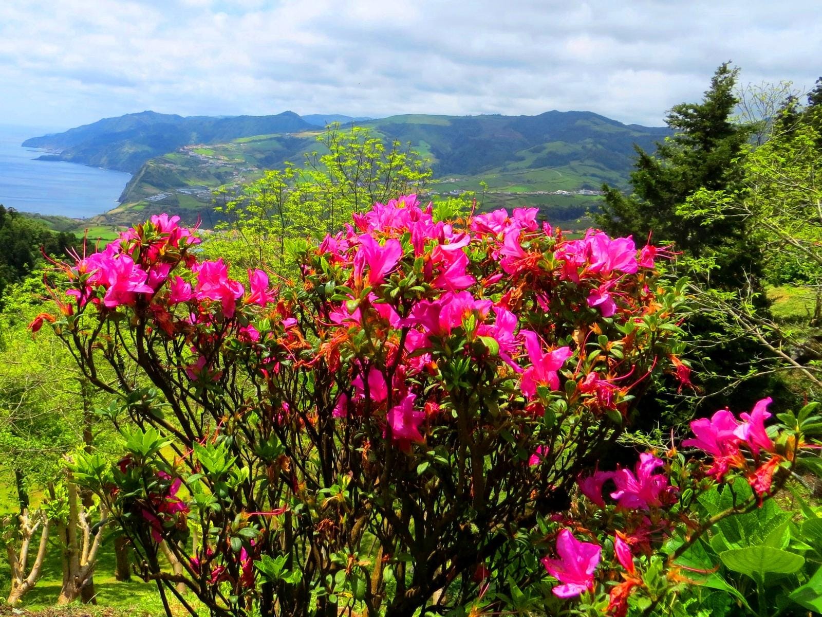 Pink blühende Azaleen vor grüner Küstenlandschaft mit Bergen und Meer.