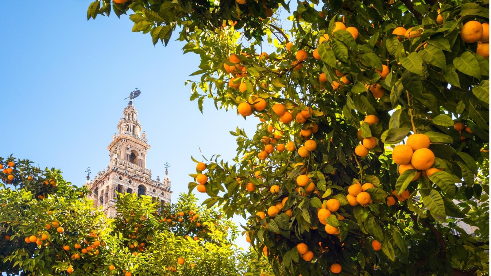 Orangenbäume vor der Giralda in Sevilla, Spanien, bei sonnigem Wetter.