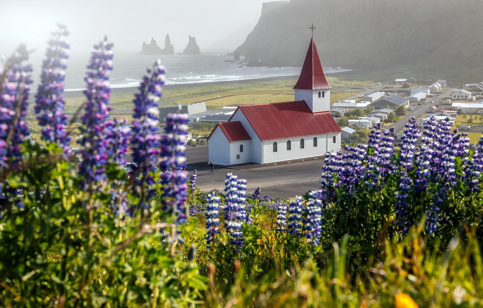 Weiße Kirche mit rotem Dach in Vik, Island, umrahmt von Lupinen und Felsen am Meer.