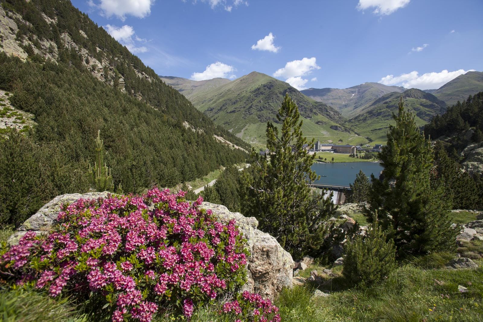 Berglandschaft in Andorra mit grünen Hängen, Pinien und rosa Blumen im Vordergrund.
