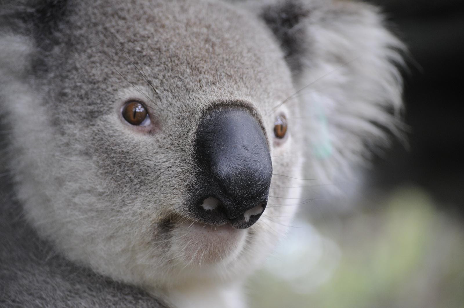 Nahaufnahme eines Koalas mit grauem Fell und braunen Augen.