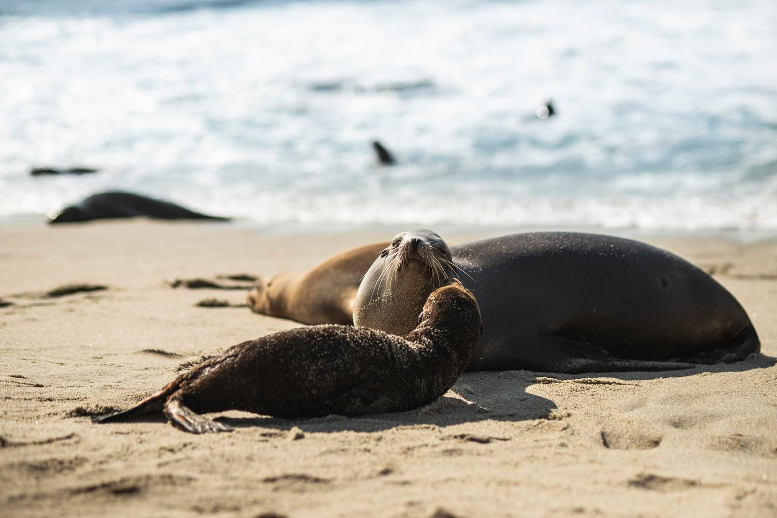 Seelöwen ruhen entspannt am sonnigen Strand mit sanften Wellen im Hintergrund.