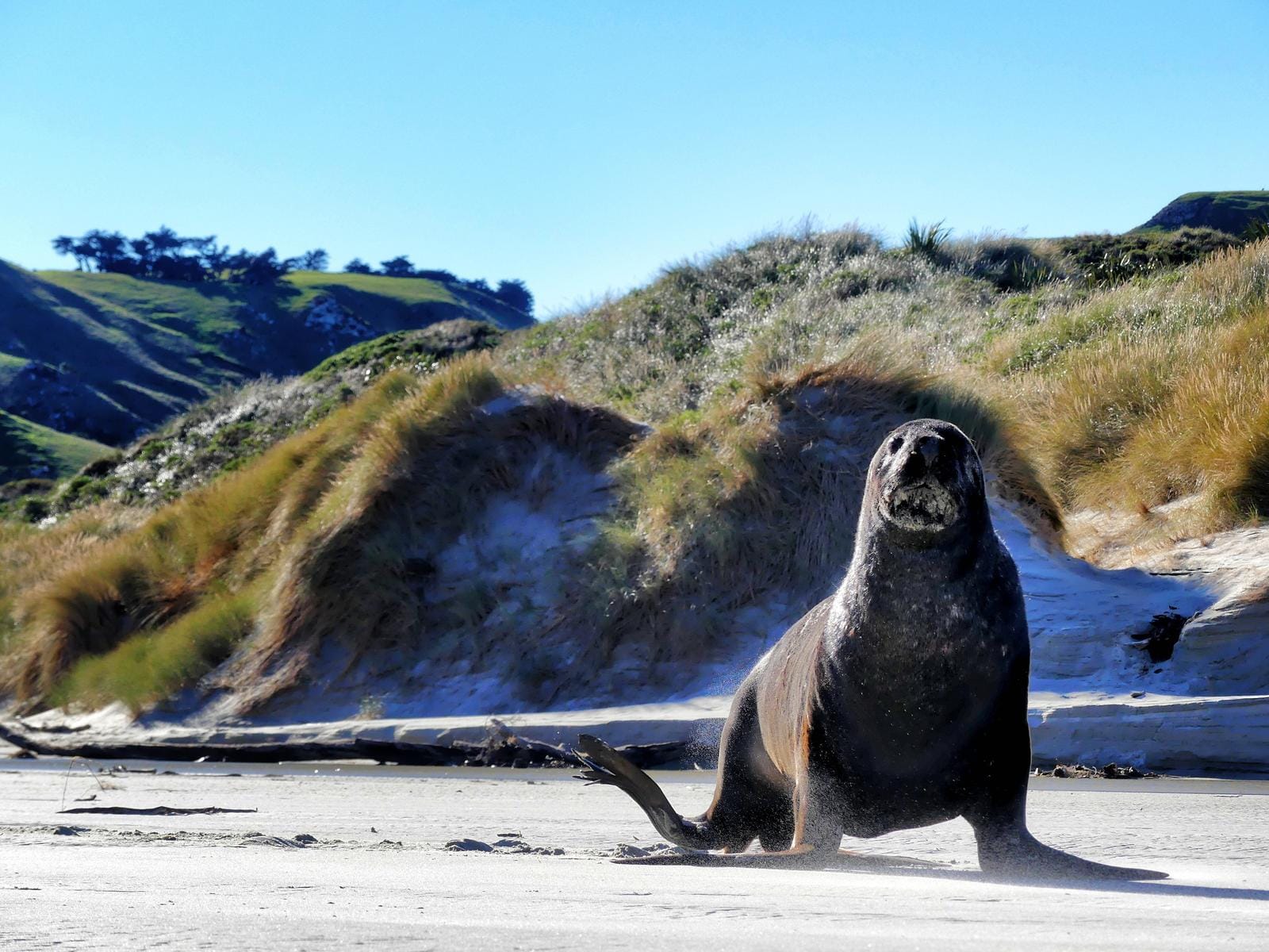 Seelöwe auf Sandstrand vor grünen Dünen und klarem Himmel, Neuseelands Küstenlandschaft.