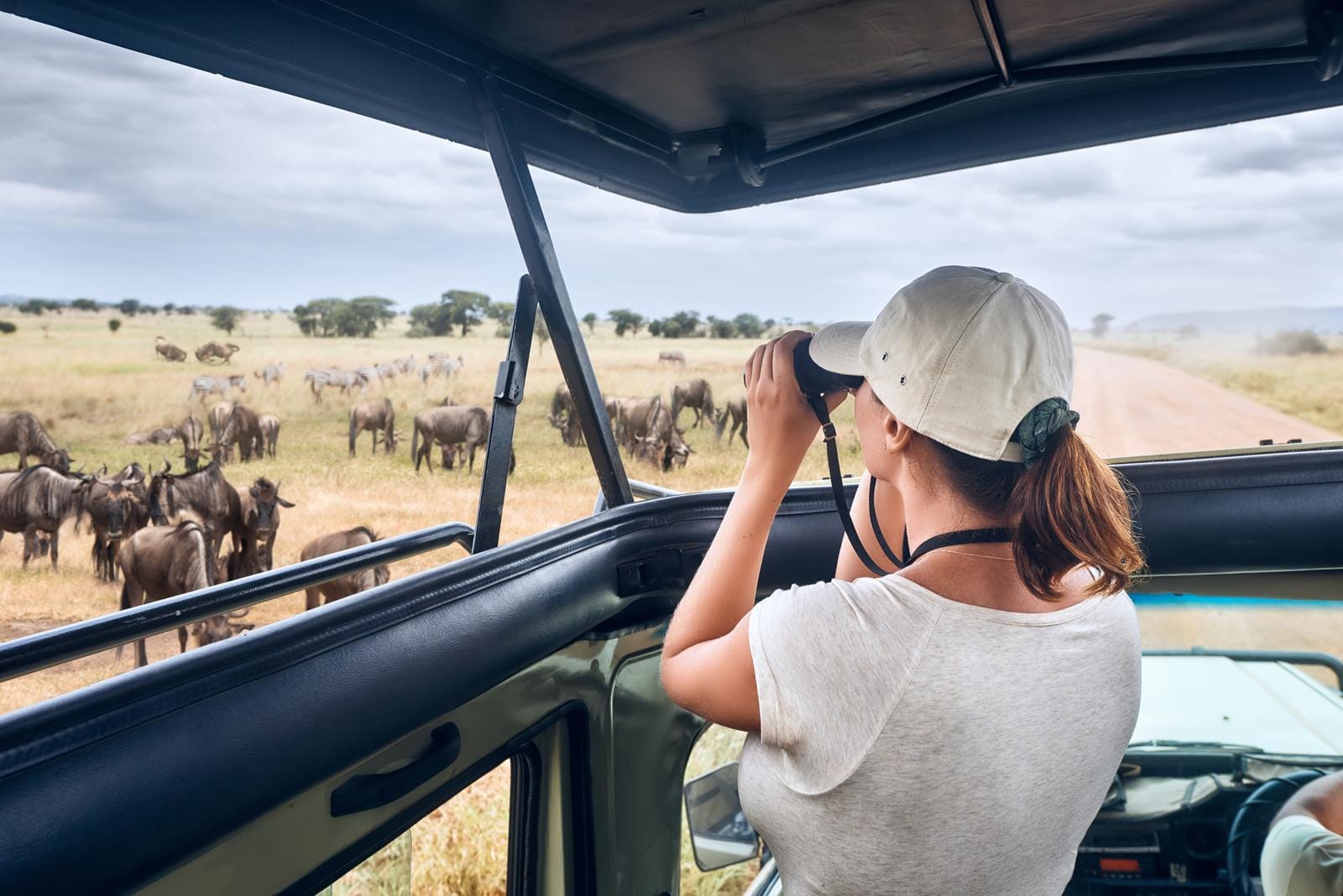 Safari in der Savanne mit Zebras und Gnus, Person im Auto mit Fernglas.