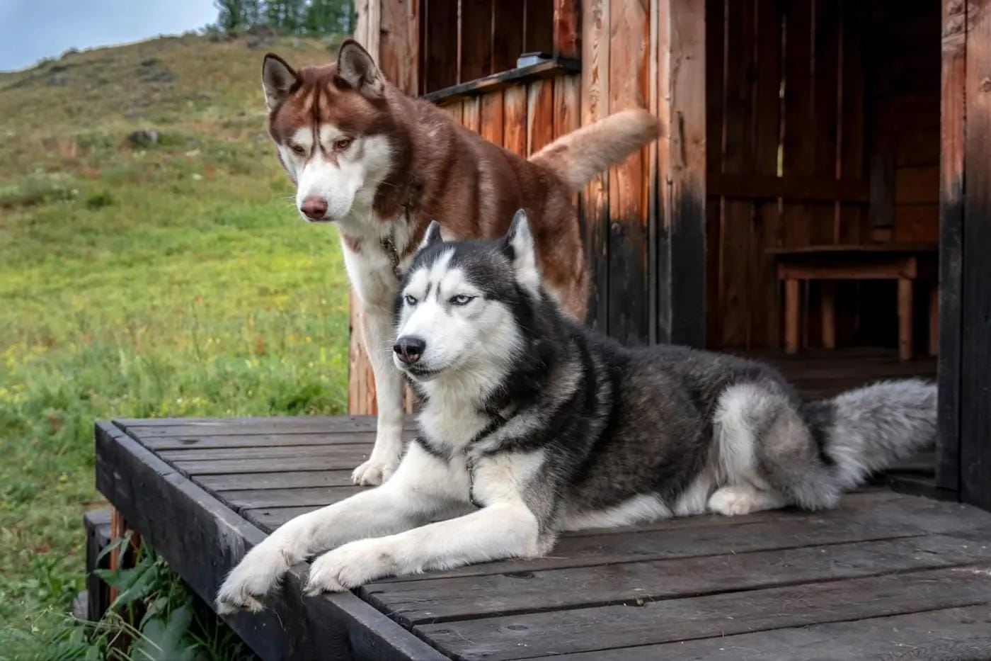 Zwei Huskys entspannen auf einer Holzveranda, umgeben von grüner Natur.