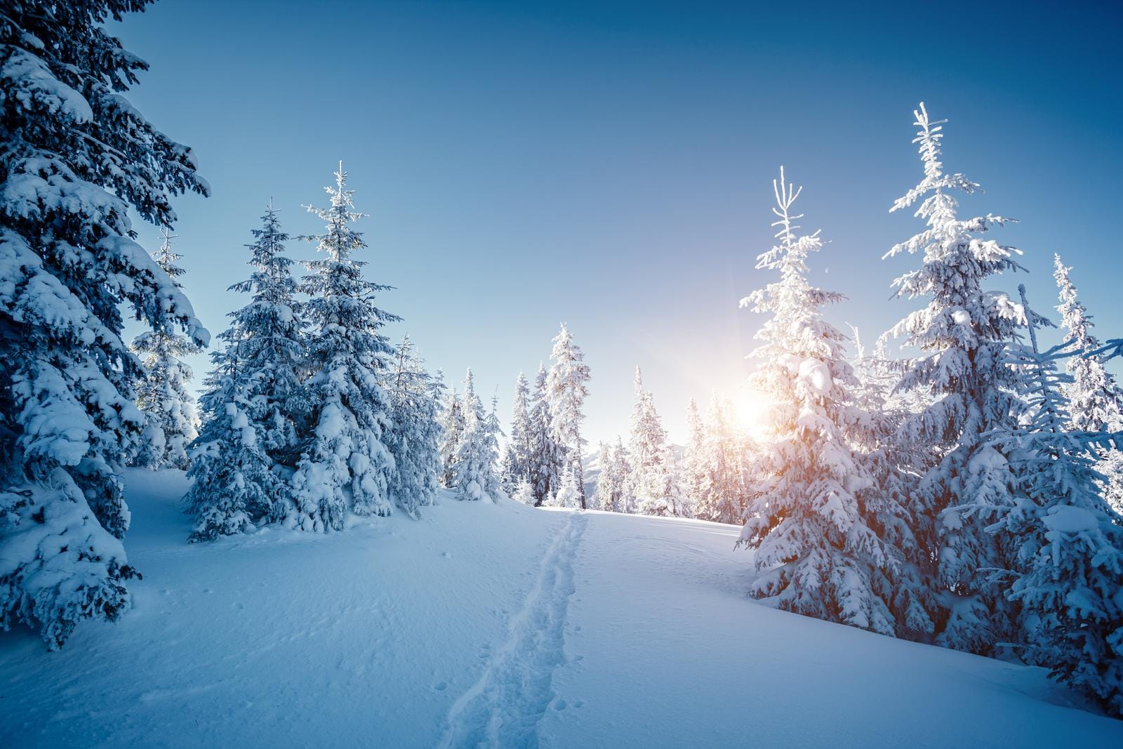 Verschneite Winterlandschaft mit Tannen und Sonnenstrahlen, klare blaue Himmel.