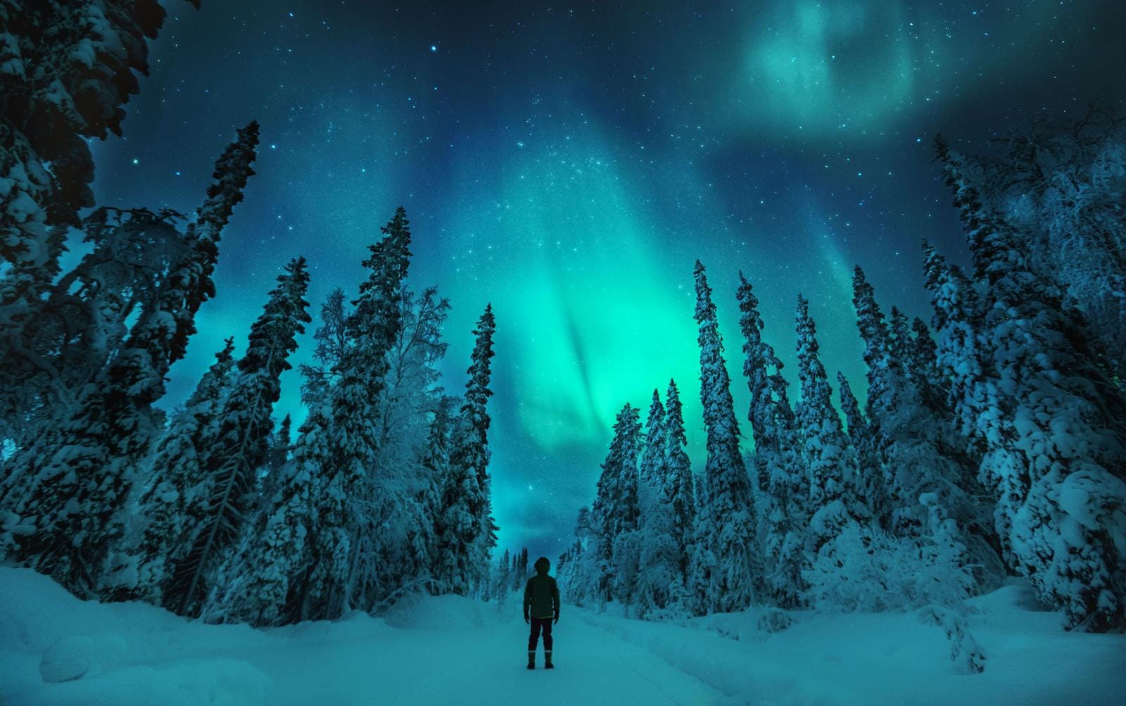 Schneebedeckter Wald unter grünen Nordlichtern in Lappland, klare Winternachtstimmung.