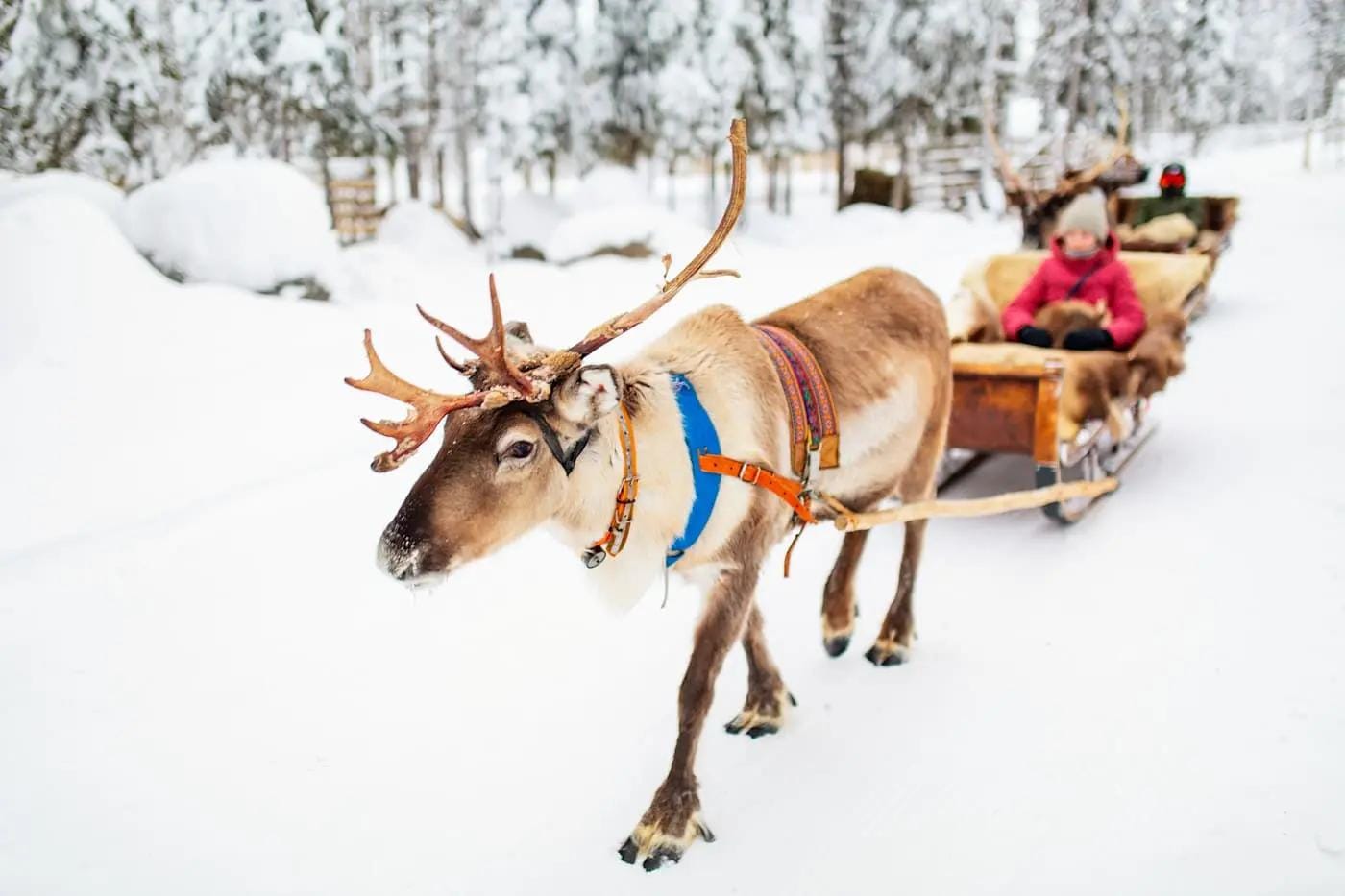 Rentierschlittenfahrt im verschneiten Wald Lapplands, gemütlich eingehüllte Passagiere.