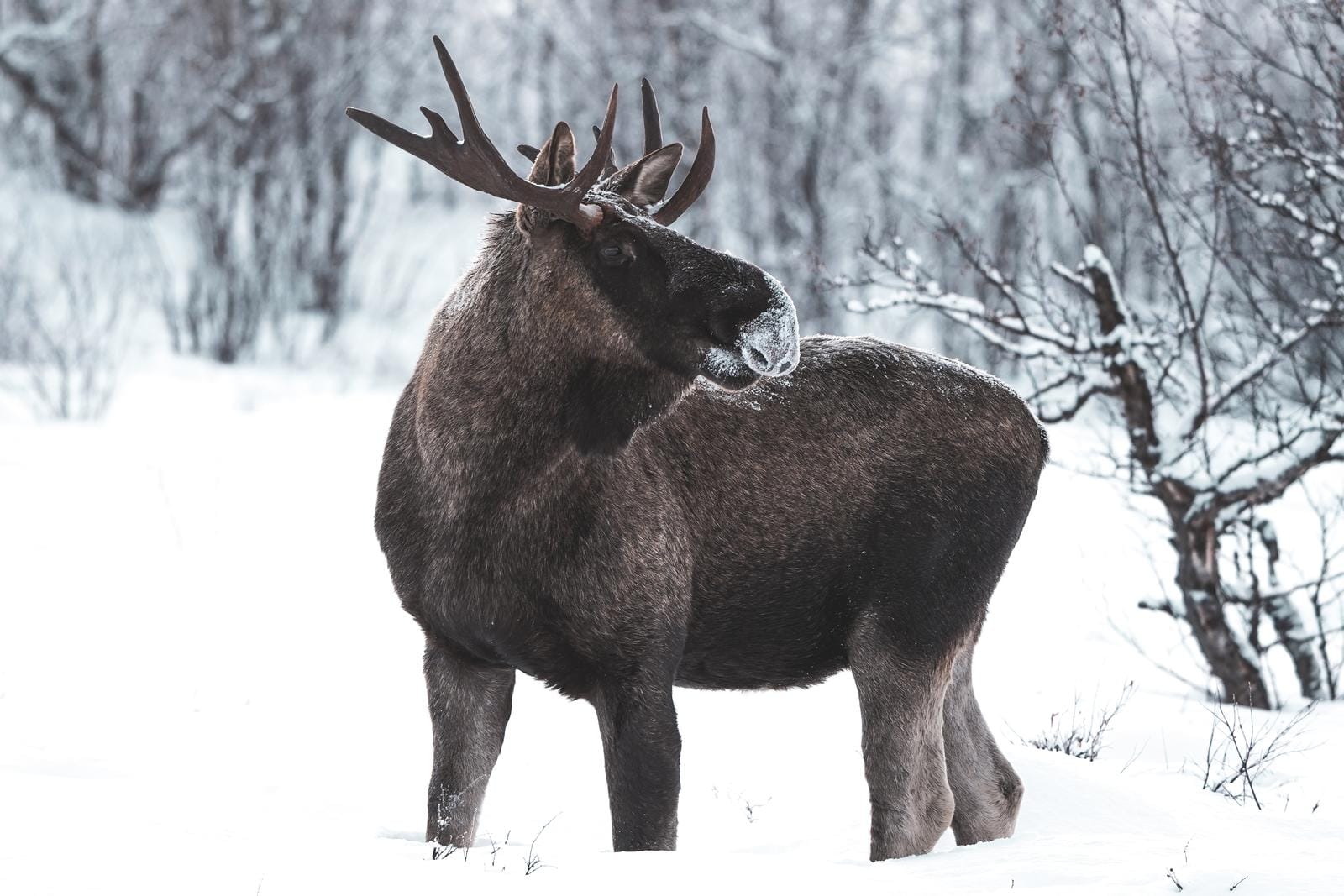 Elch im verschneiten Wald, umgeben von kahlen Bäumen.