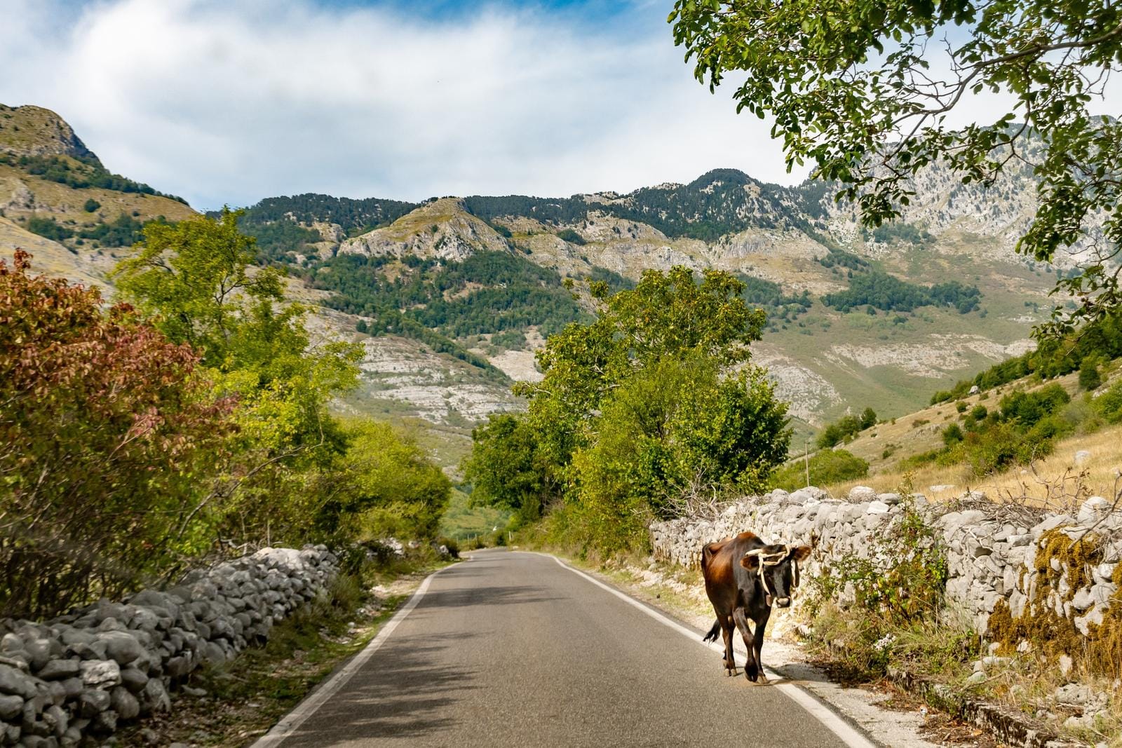 Ländliche Straße mit Kuh, umgeben von Bergen und grünen Bäumen unter blauem Himmel.