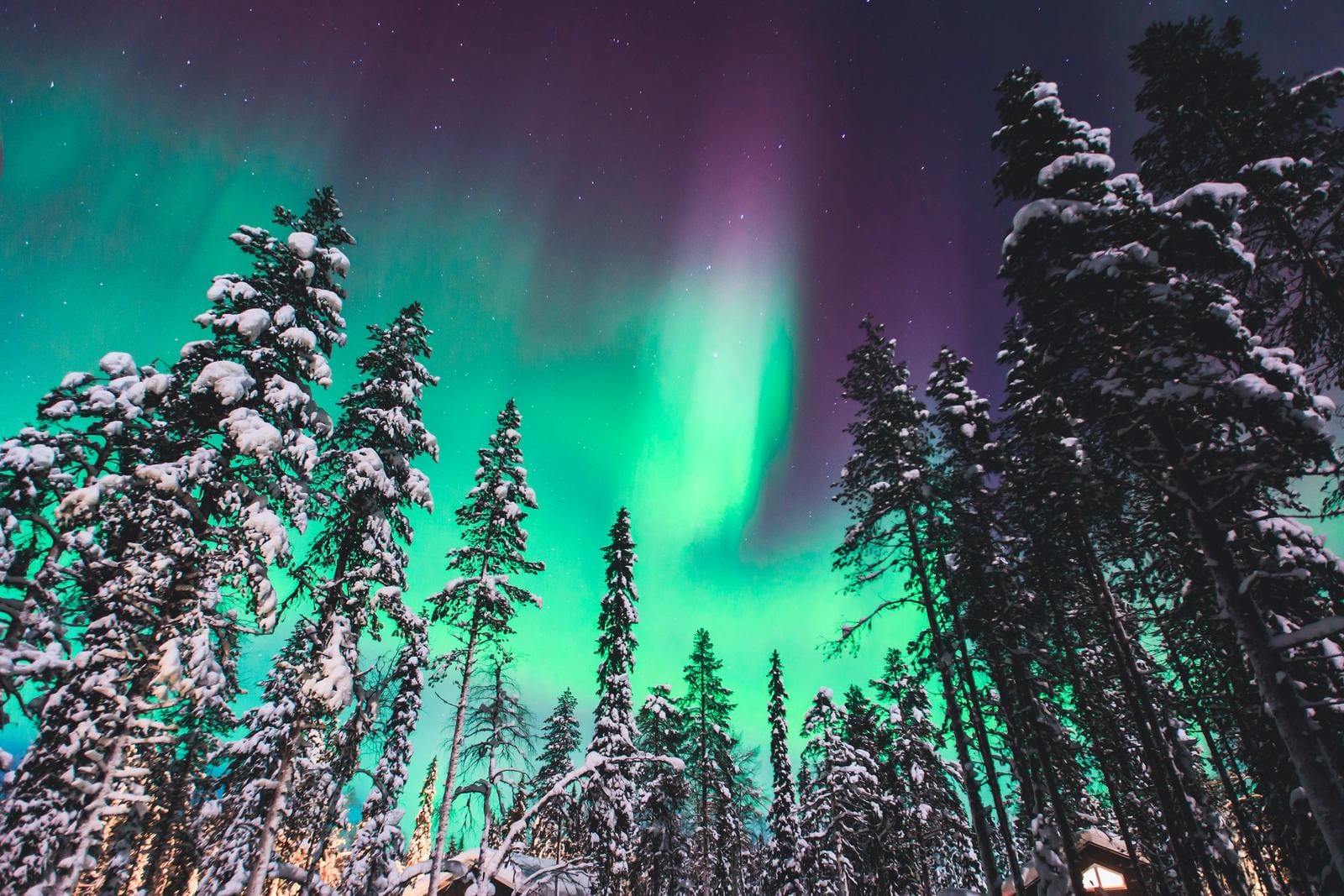 Nordlichter über schneebedeckten Bäumen in einer winterlichen Landschaft in Lappland.