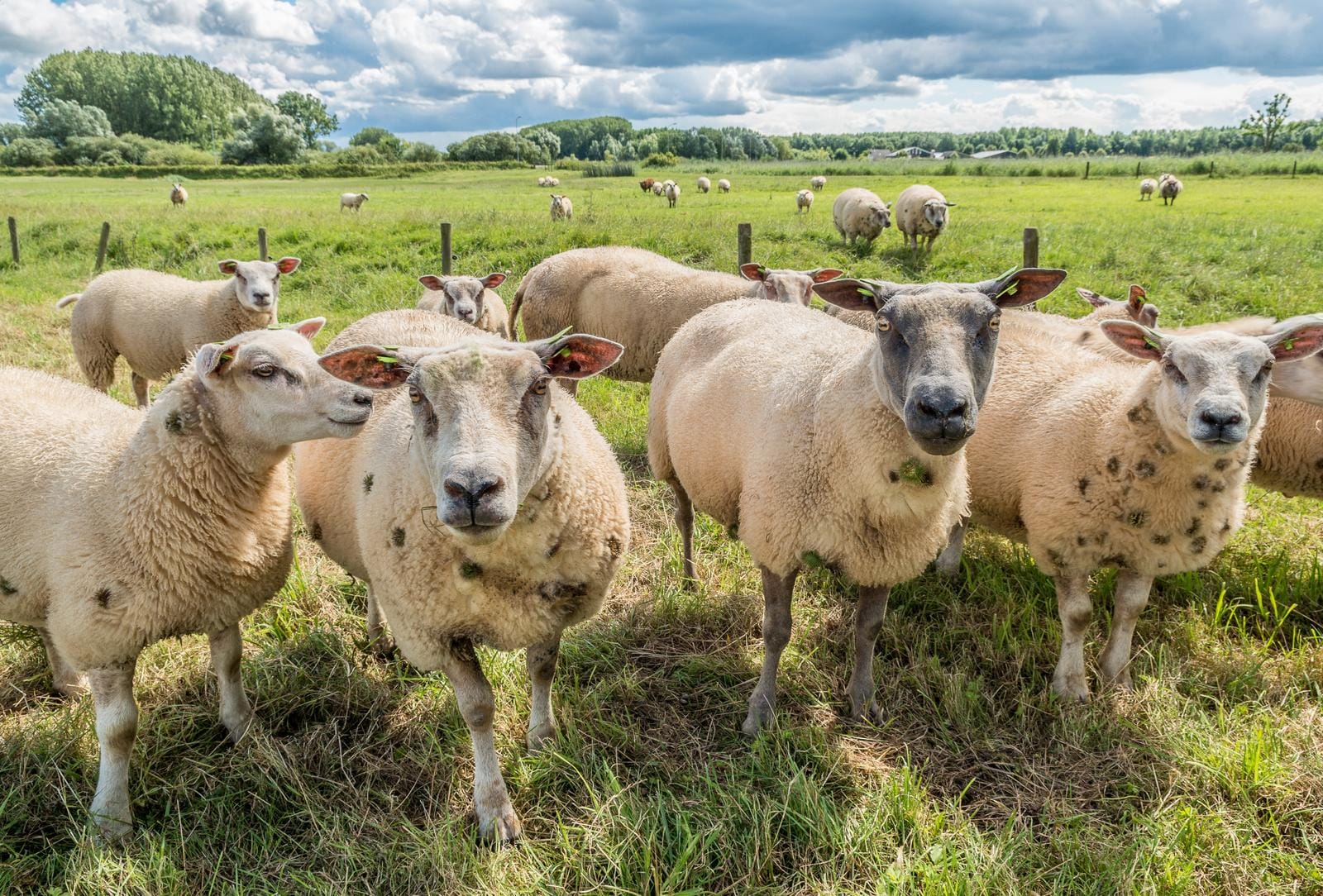 Schafe auf grüner Wiese unter bewölktem Himmel, umgeben von Bäumen und Zaun.