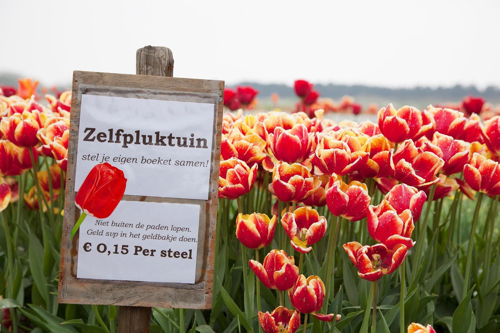 Selbstpflück-Garten mit roten Tulpen in einem Feld, Holland.