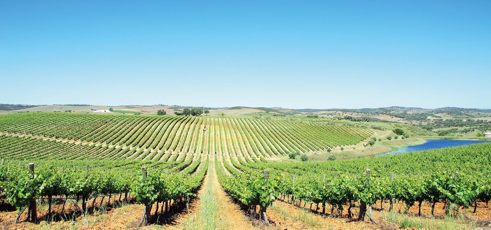 Weinberg in Portugal mit sanften Hügeln, klarer blauer Himmel und kleinem Teich.