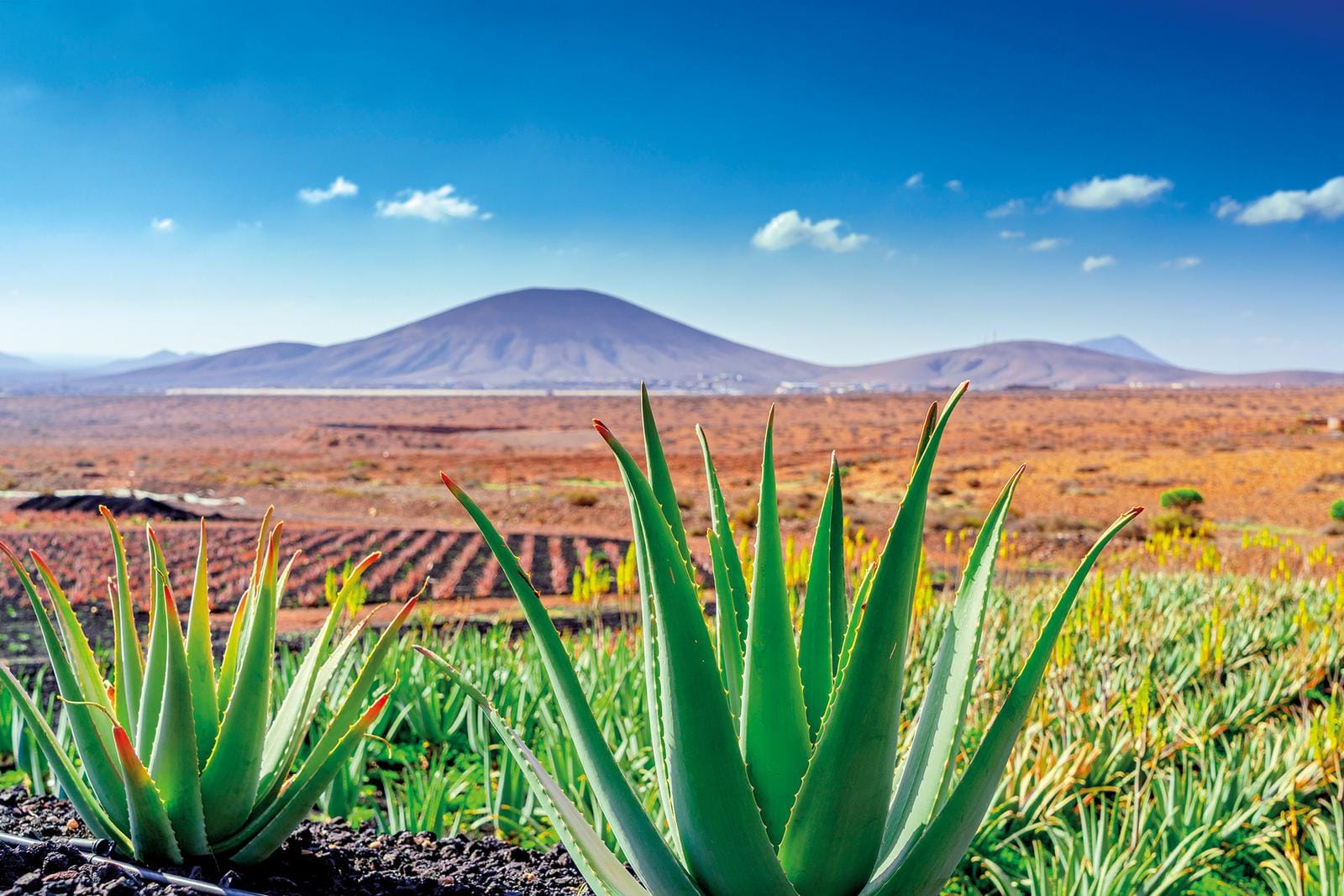 Grüne Aloe-Pflanzen vor karger Landschaft mit Bergen und blauem Himmel, Lanzarote.