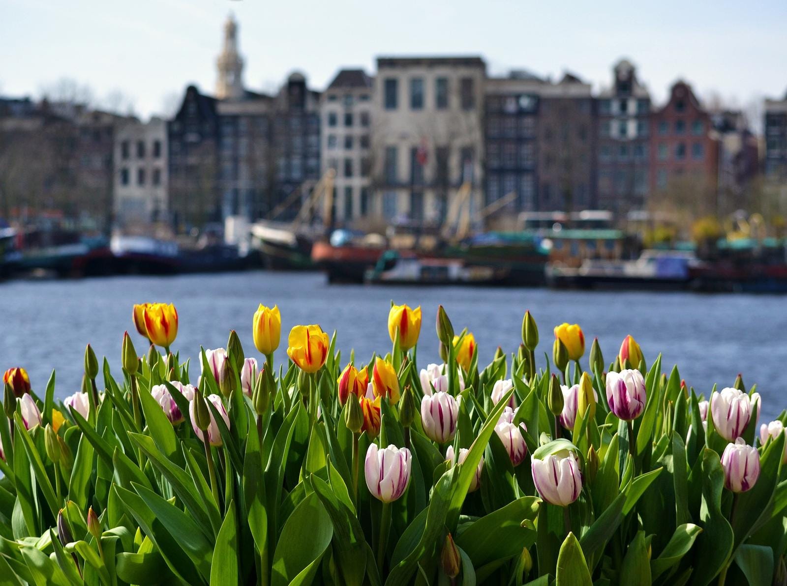 Bunte Tulpen blühen vor traditionellen Häusern in Amsterdam, am Ufer eines Flusses.