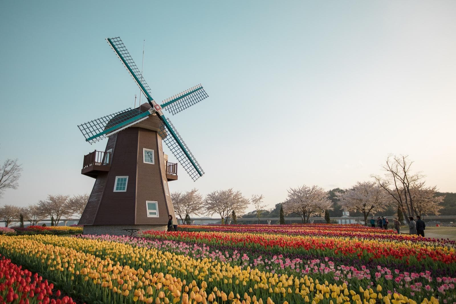 Windmühle in einem niederländischen Tulpenfeld bei Sonnenuntergang, ein traumhaftes Frühlingsziel.