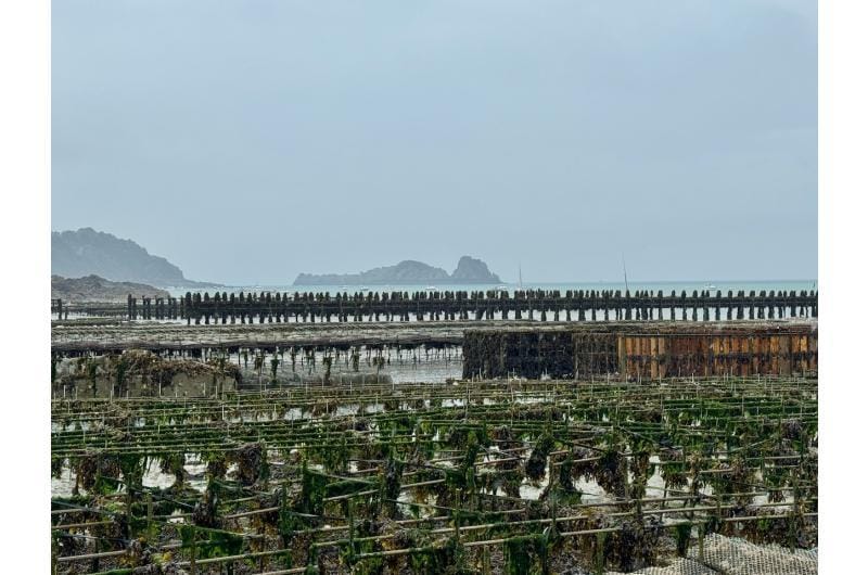 Muschelfarm bei Ebbe in der Bucht von Mont Saint-Michel, Frankreich.