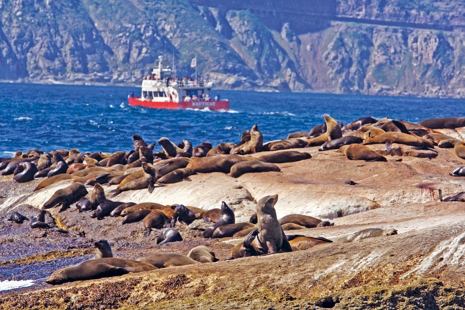 Seelöwen auf Felsen vor felsiger Küste mit rotem Boot im Meer, sonnige Atmosphäre.