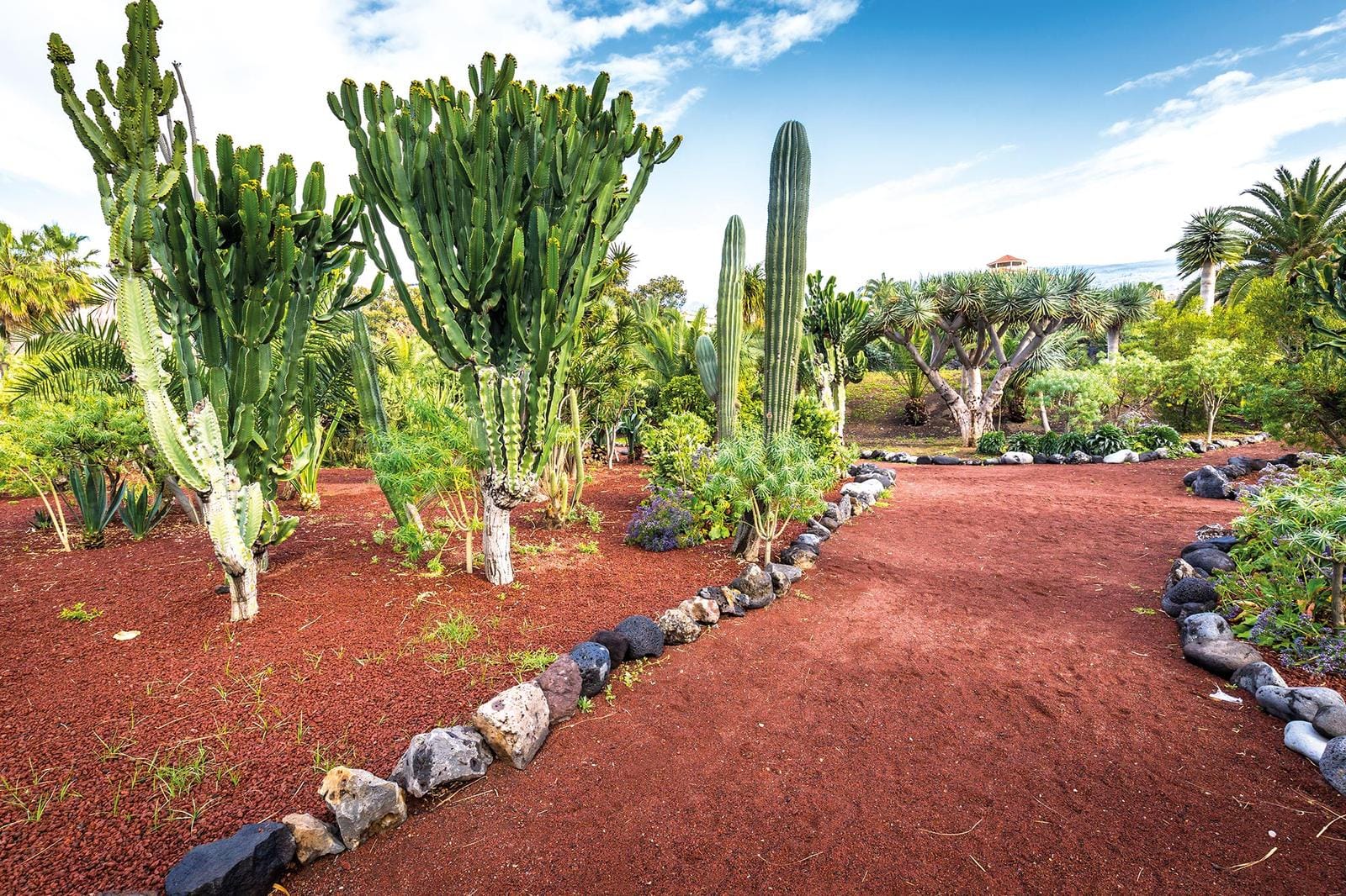 Kaktusgarten mit roter Erde und Felsen unter blauem Himmel, tropische Pflanzen im Hintergrund.