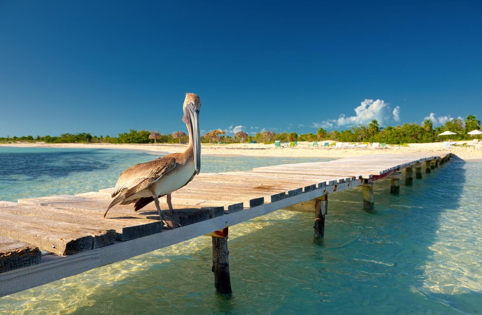 Pelikan auf Holzsteg über türkisfarbenem Wasser, tropischer Strand im Hintergrund.