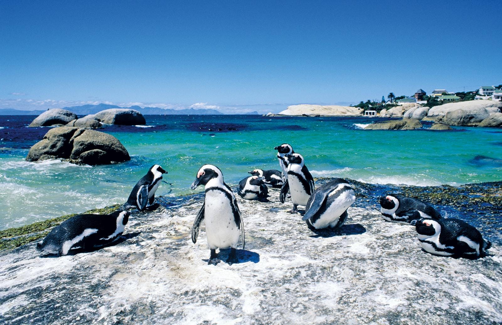 Pinguine am sonnigen Strand in Südafrika, vor türkisblauem Meer und Felsen.