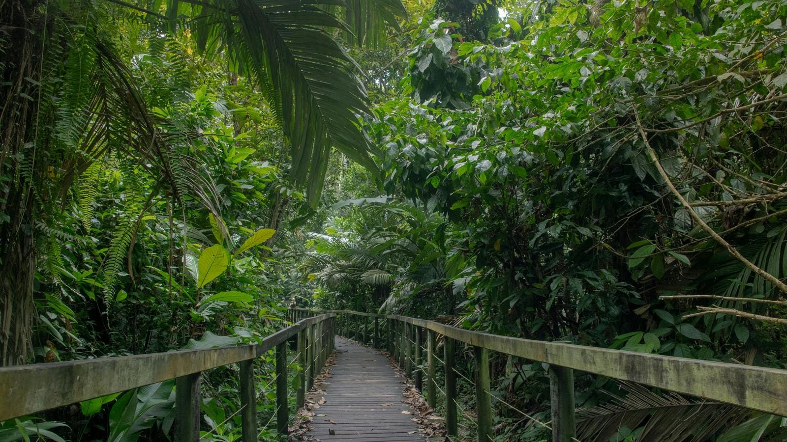 Holzsteg im dichten, grünen Dschungel mit üppigem Pflanzenwachstum.