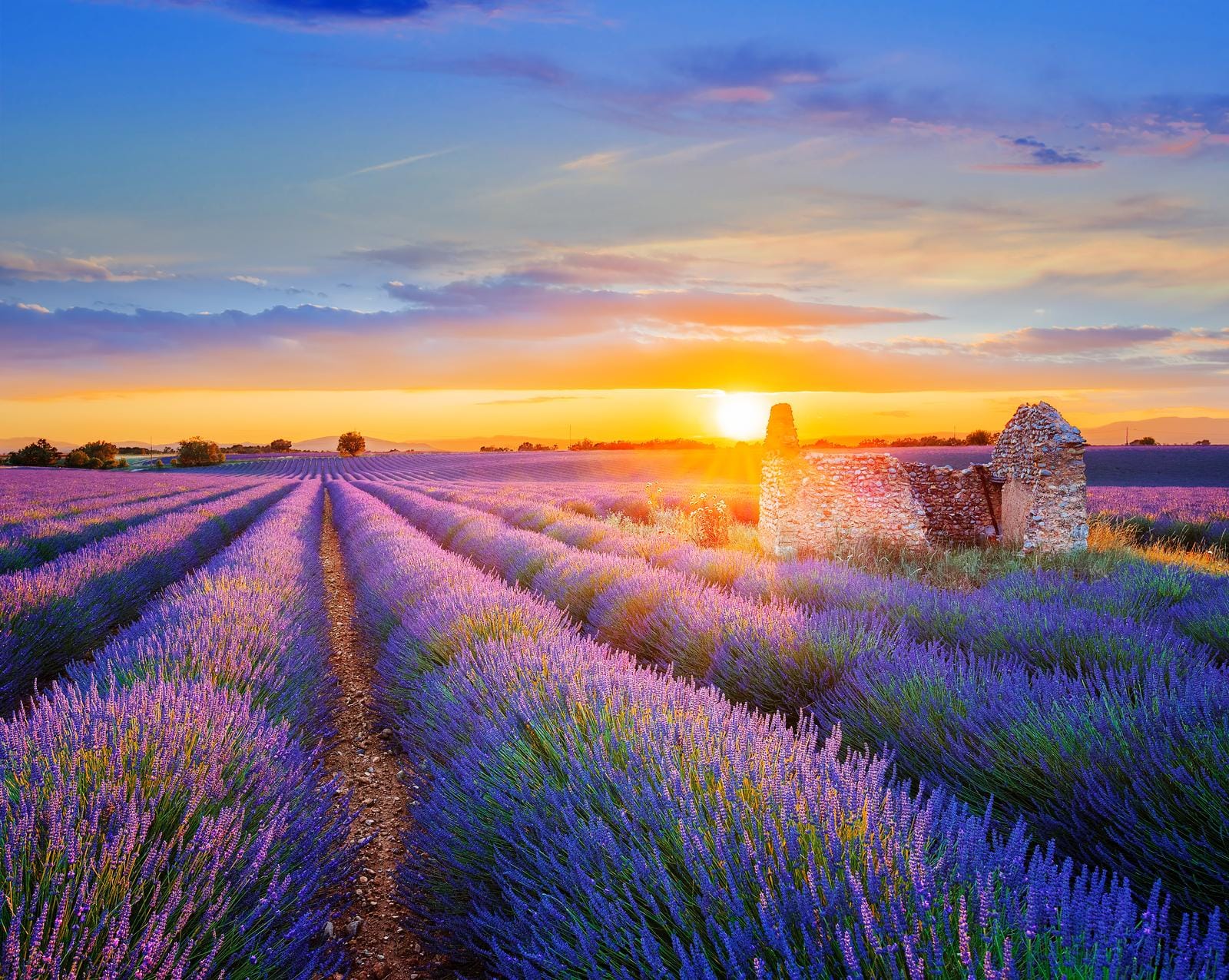 Lavendelfeld bei Sonnenuntergang in der Provence, Frankreich, mit altem Steingebäude.
