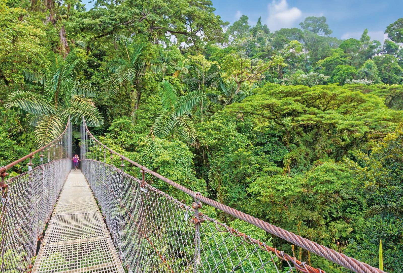 Hängebrücke über dichtem, grünen Regenwald, tropische Atmosphäre.