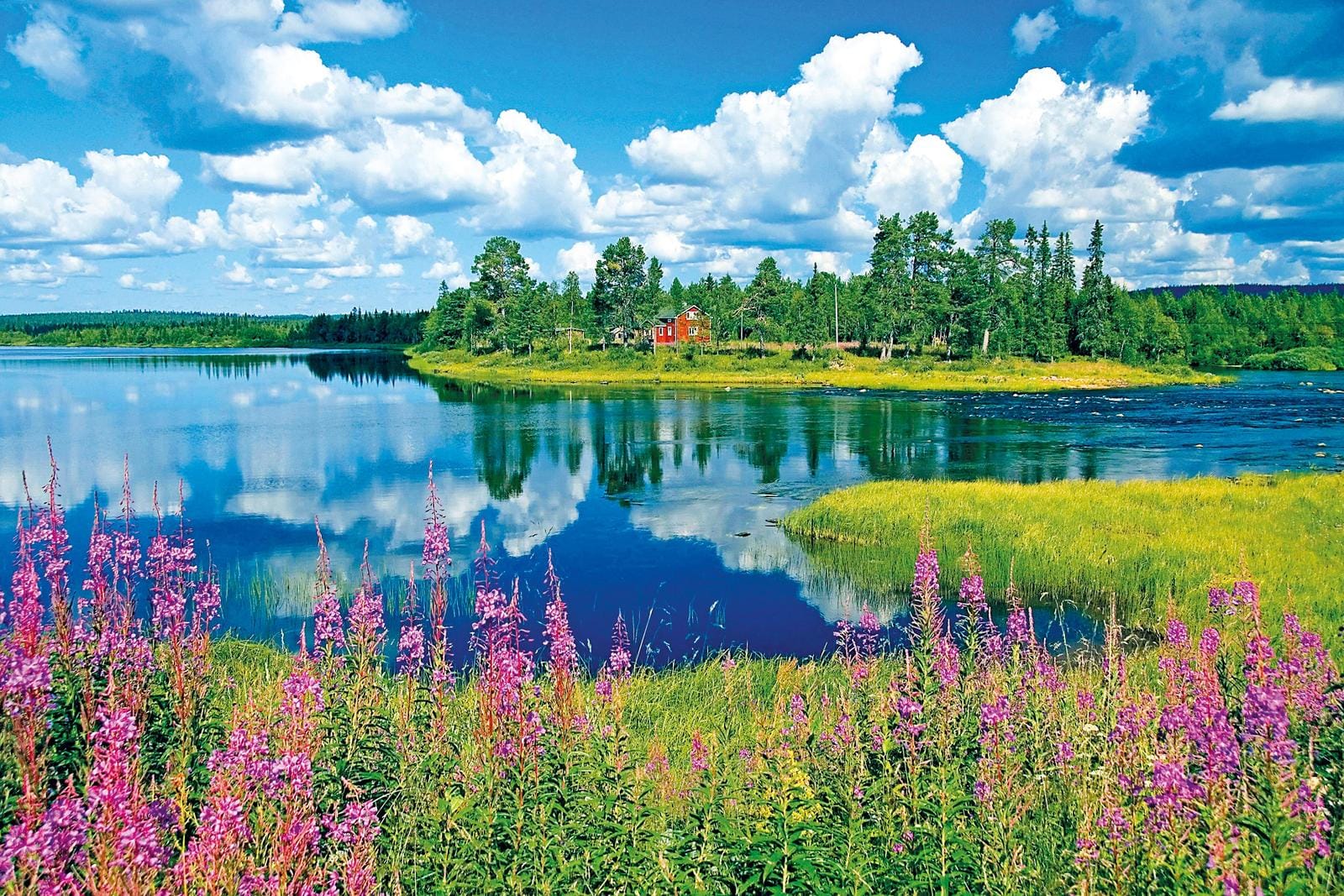 Bunte Sommerlandschaft in Schweden mit See, Wolken, rotem Haus und lila Blumen.
