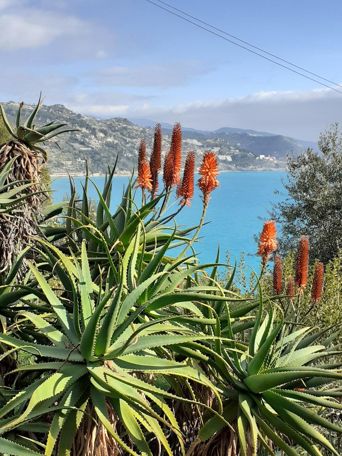 Aloe Vera Pflanzen am Mittelmeer mit felsiger Küstenlandschaft im Hintergrund.